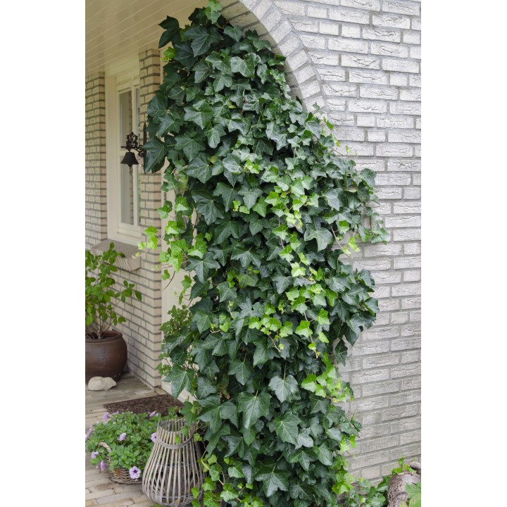 Hedera Helix - Ø15Cm - ↕65Cm