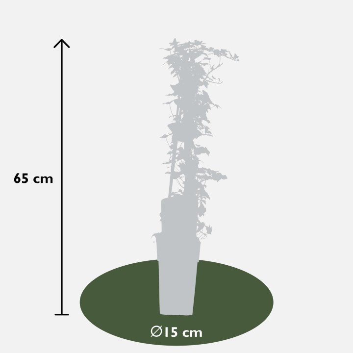 Hedera Helix - Ø15Cm - ↕65Cm