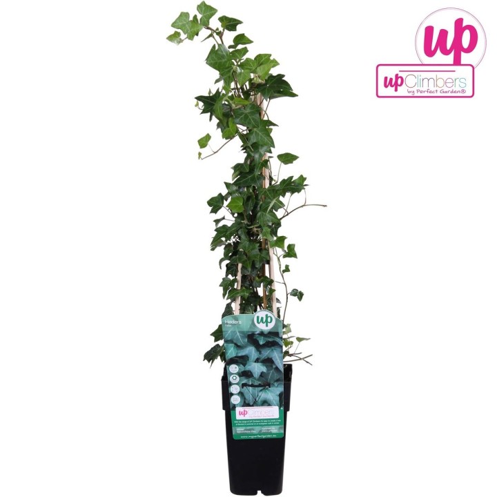 Hedera Helix - Ø15Cm - ↕65Cm