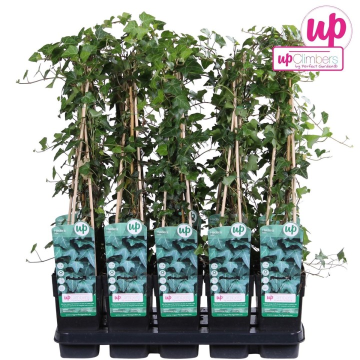 Hedera Helix - Ø15Cm - ↕65Cm