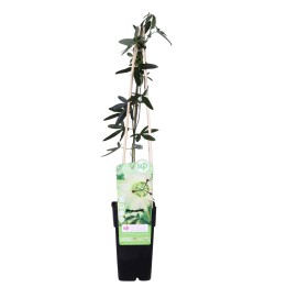 Passiflora White Caerulea 'Constance Elliot' - Ø15Cm - ↕65Cm