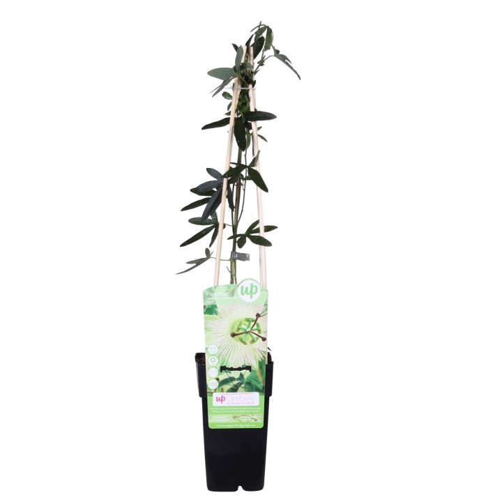 Passiflora White Caerulea 'Constance Elliot' - Ø15Cm - ↕65Cm