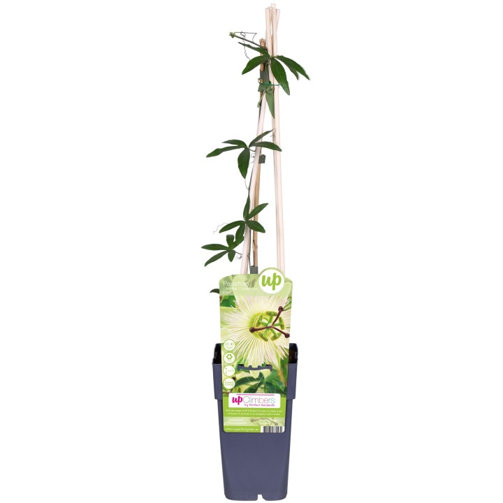 Passiflora White Caerulea 'Constance Elliot' - Ø15Cm - ↕65Cm