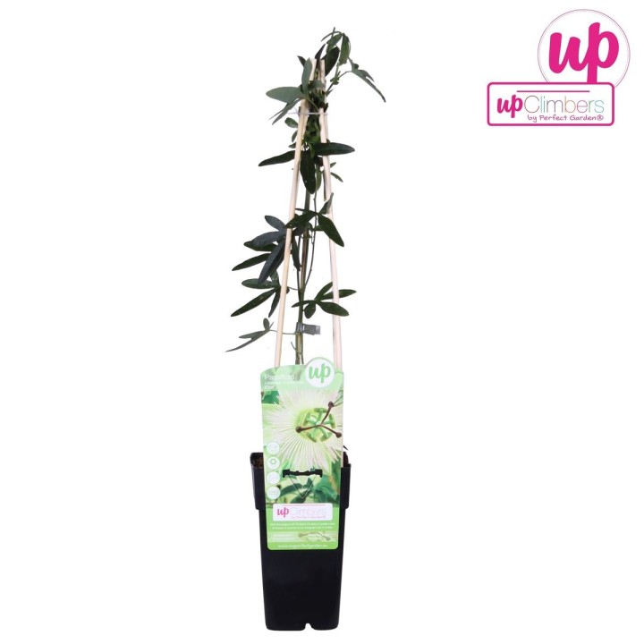 Passiflora White Caerulea 'Constance Elliot' - Ø15Cm - ↕65Cm