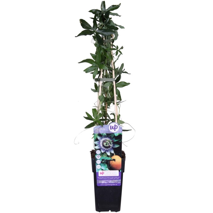 Passiflora Blue Caerulea - Ø15Cm - ↕65Cm