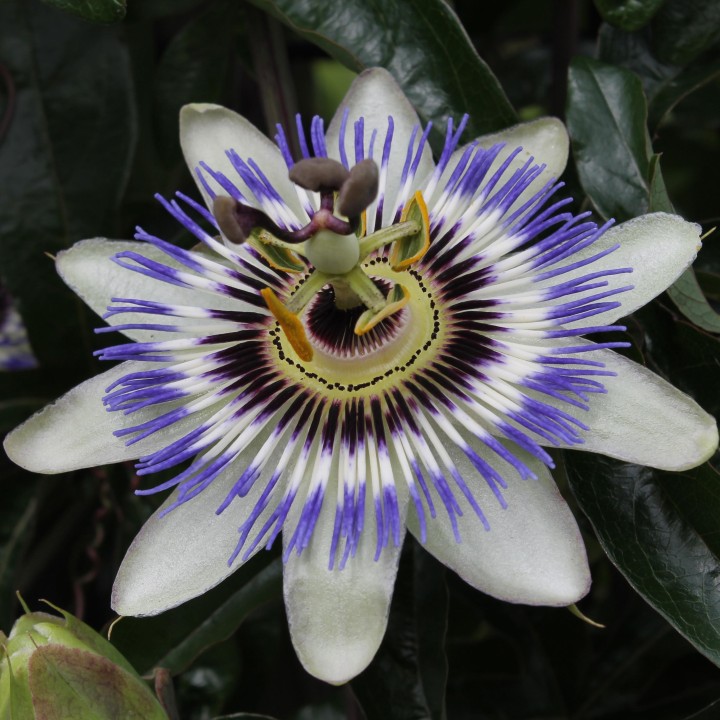 Passiflora Blue Caerulea - Ø15Cm - ↕65Cm