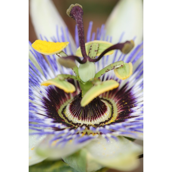 Passiflora Blue Caerulea - Ø15Cm - ↕65Cm