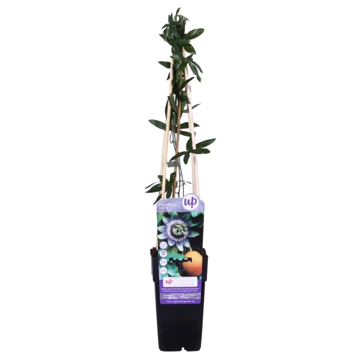 Passiflora Blue Caerulea - Ø15Cm - ↕65Cm