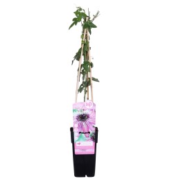 Passiflora Purple 'Purple Haze' - Ø15Cm - ↕65Cm