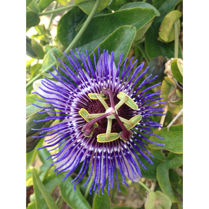 Passiflora Purple 'Purple Haze' - Ø15Cm - ↕65Cm