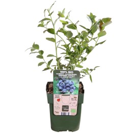 Vaccinium Corymbosum 'Reka' - Ø13Cm - ↕45Cm