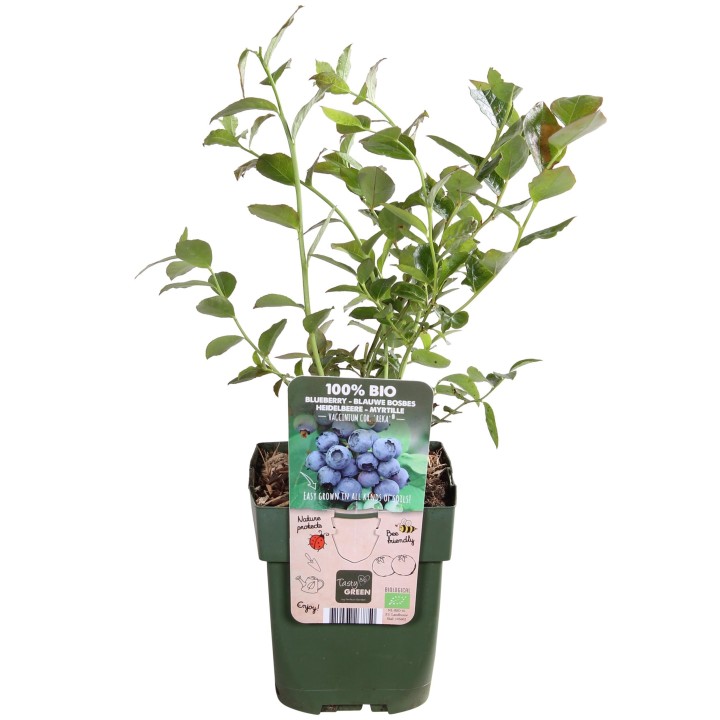 Vaccinium Corymbosum 'Reka' - Ø13Cm - ↕45Cm
