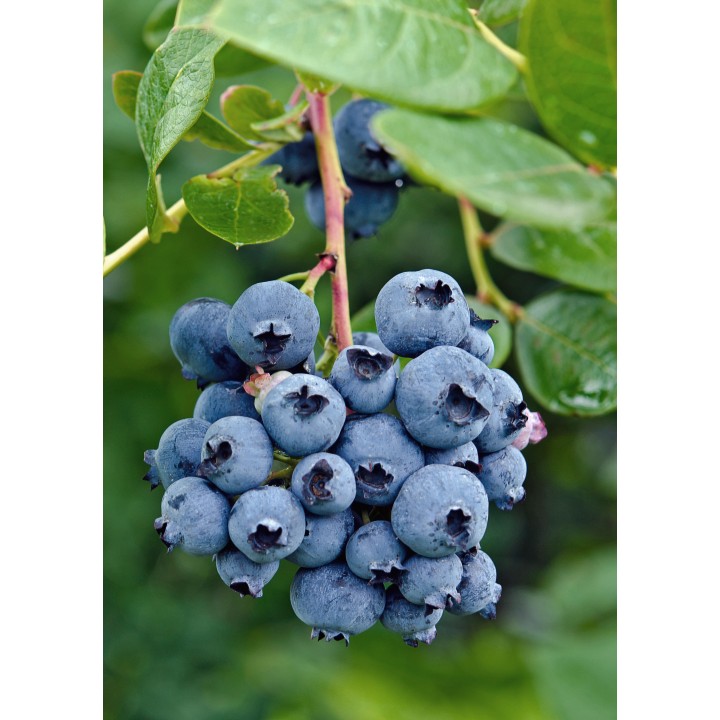 Vaccinium Corymbosum 'Reka' - Ø13Cm - ↕45Cm