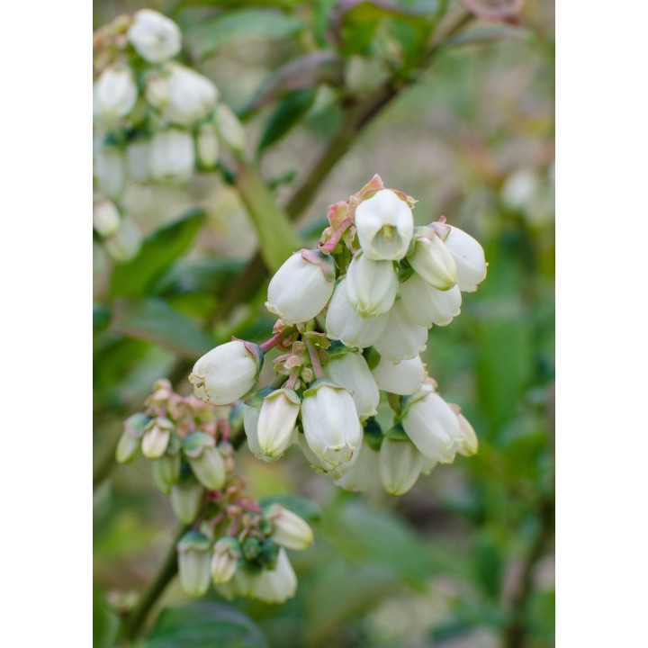 Vaccinium Corymbosum 'Reka' - Ø13Cm - ↕45Cm
