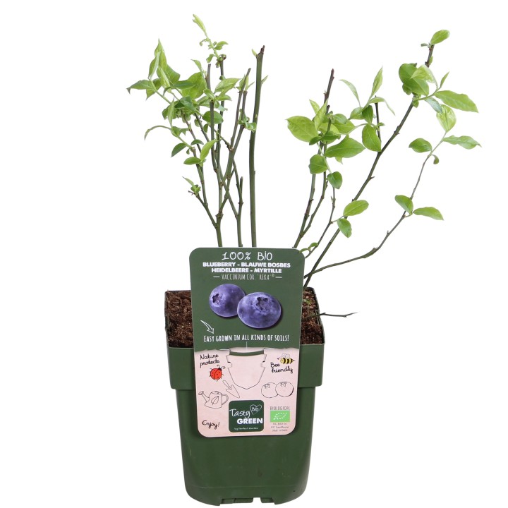 Vaccinium Corymbosum 'Reka' - Ø13Cm - ↕45Cm
