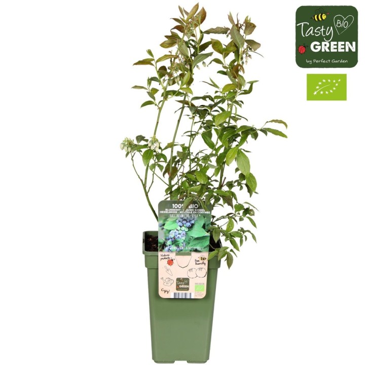 Vaccinium Corymbosum 'Reka' - Ø13Cm - ↕45Cm