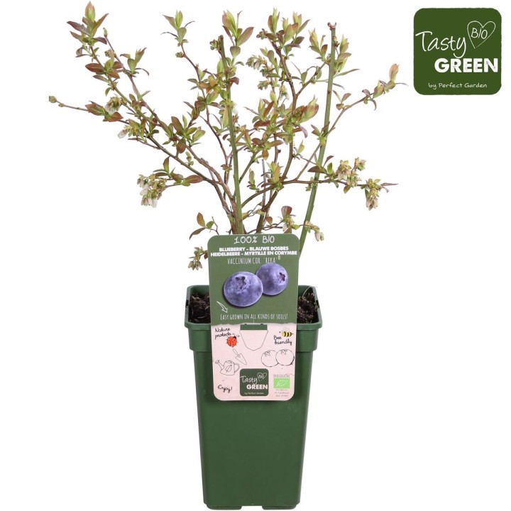 Vaccinium Corymbosum 'Reka' - Ø13Cm - ↕45Cm