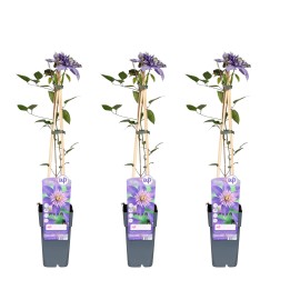 3X - Clematis Multi Blue - ↨65Cm - Ø15