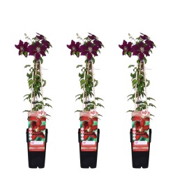3X - Clematis Niobe - ↨65Cm - Ø15