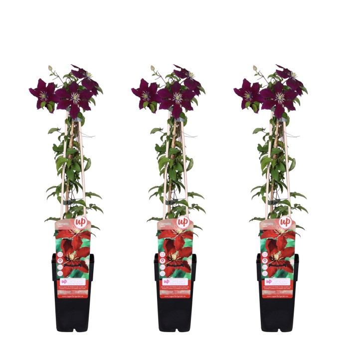 3X - Clematis Niobe - ↨65Cm - Ø15