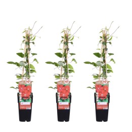 3X - Clematis Rouge Cardinal - ↨65Cm - Ø15