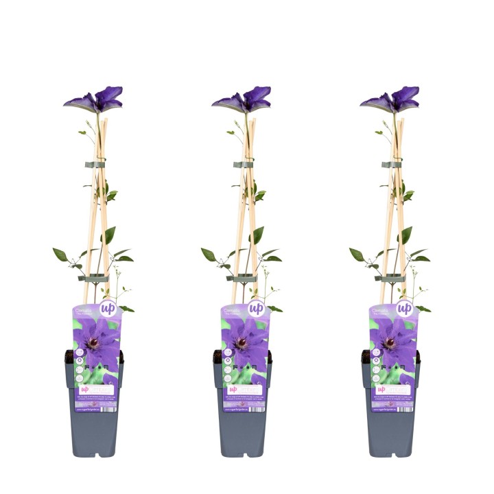 3X - Clematis The President - ↨65Cm - Ø15