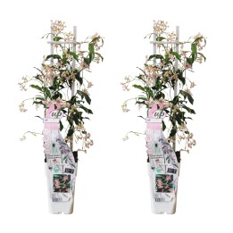 2X - Trachelospermum 'Star Of Ibiza' - ↨65Cm - Ø15