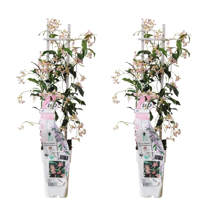 2X - Trachelospermum 'Star Of Ibiza' - ↨65Cm - Ø15