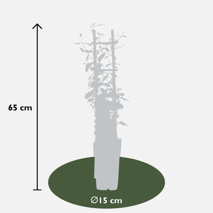 2X - Trachelospermum 'Star Of Toscana' - ↨65Cm - Ø15