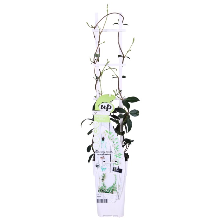 2X - Trachelospermum 'Star Of Venice' - ↨65Cm - Ø15