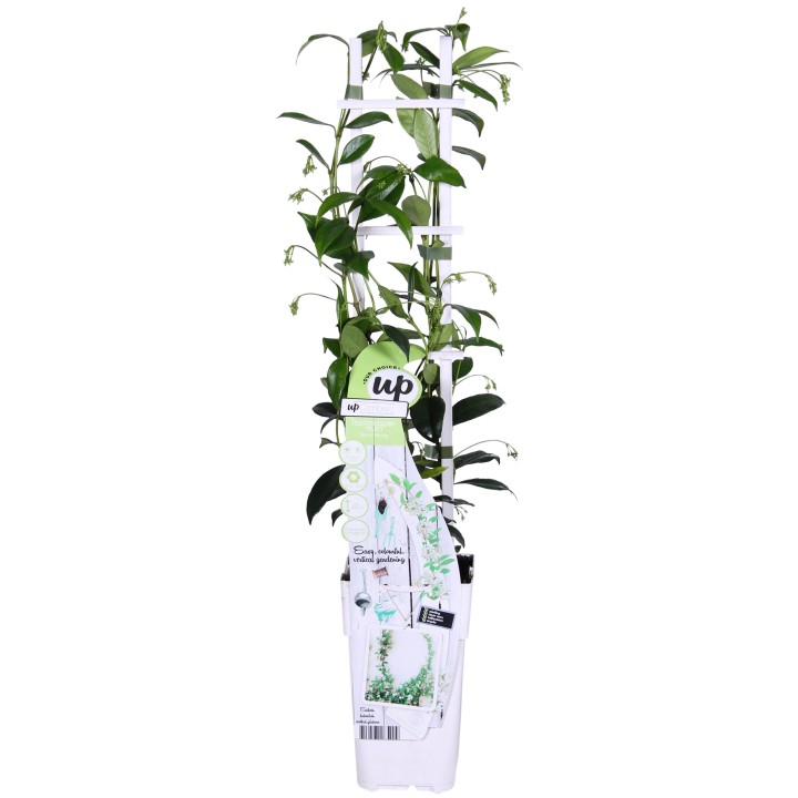 2X - Trachelospermum 'Star Of Venice' - ↨65Cm - Ø15