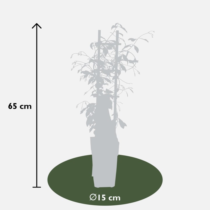 2X - Trachelospermum 'Star Of Venice' - ↨65Cm - Ø15