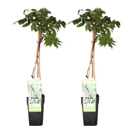 2X - Wisteria Floribunda 'Longissima Alba' - ↨65Cm - Ø15