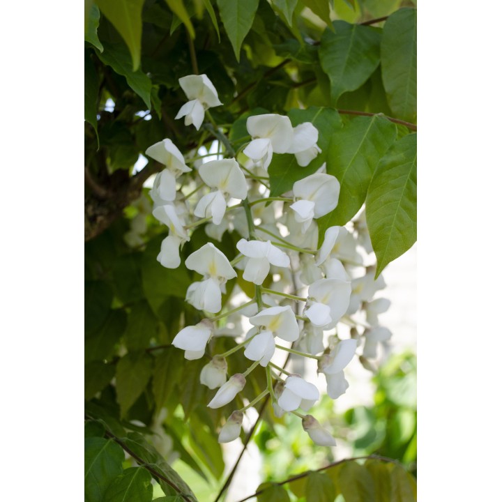 2X - Wisteria Floribunda 'Longissima Alba' - ↨65Cm - Ø15