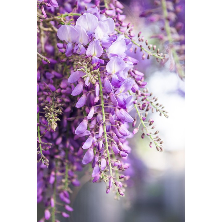 2X - Wisteria Floribunda 'Naga Noda' - ↨65Cm - Ø15