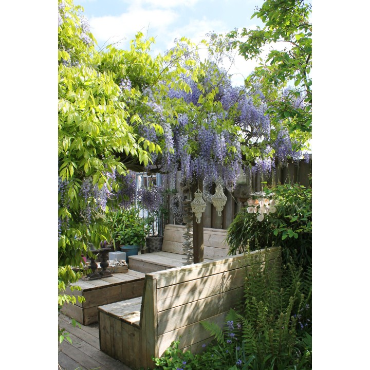 2X - Wisteria Sinensis 'Caroline' - ↨65Cm - Ø15