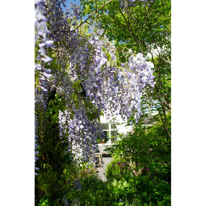 2X - Wisteria Sinensis 'Caroline' - ↨65Cm - Ø15