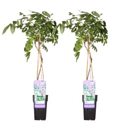 2X - Wisteria Sinensis 'Prolific' - ↨65Cm - Ø15