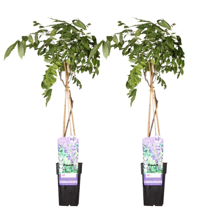 2X - Wisteria Sinensis 'Prolific' - ↨65Cm - Ø15