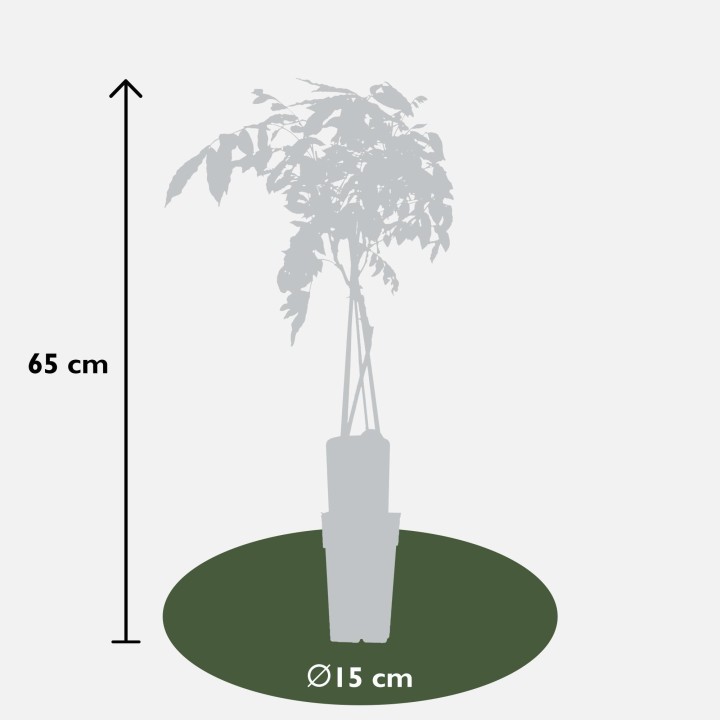 2X - Wisteria Sinensis 'Prolific' - ↨65Cm - Ø15