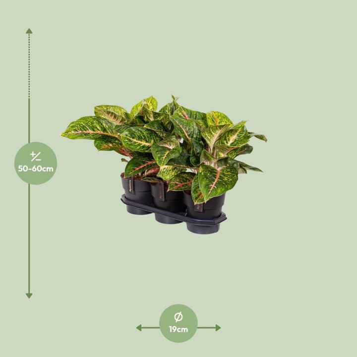 Aglaonema Spring Red - Ø19Cm - ↕60Cm
