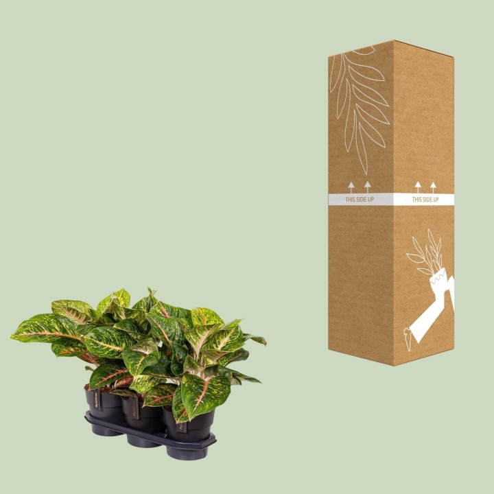 Aglaonema Spring Red - Ø19Cm - ↕60Cm