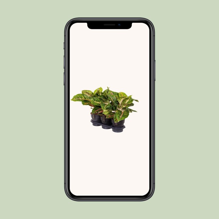 Aglaonema Spring Red - Ø19Cm - ↕60Cm