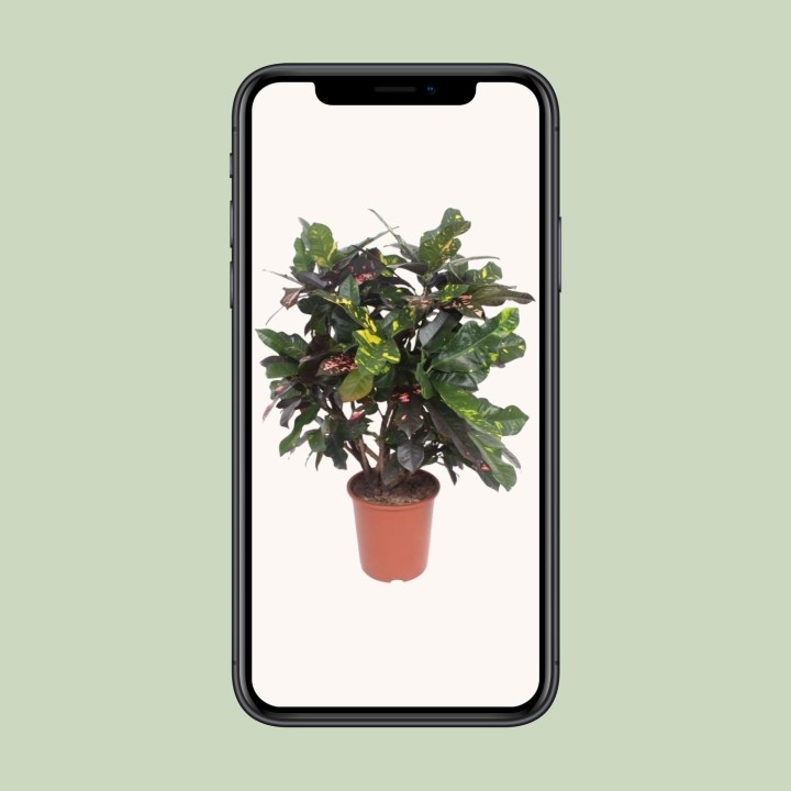 Codiaeum Magnificent (Croton Magnificent) - Ø27Cm - ↕110Cm