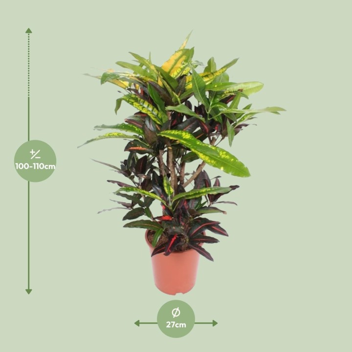 Codiaeum Mango (Croton Mango) - Ø27Cm - ↕110Cm