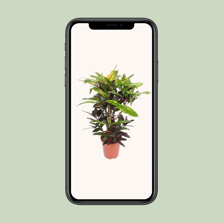 Codiaeum Mango (Croton Mango) - Ø27Cm - ↕110Cm