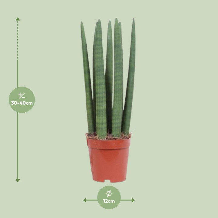 Sansevieria Straight - Ø12Cm - ↕40Cm