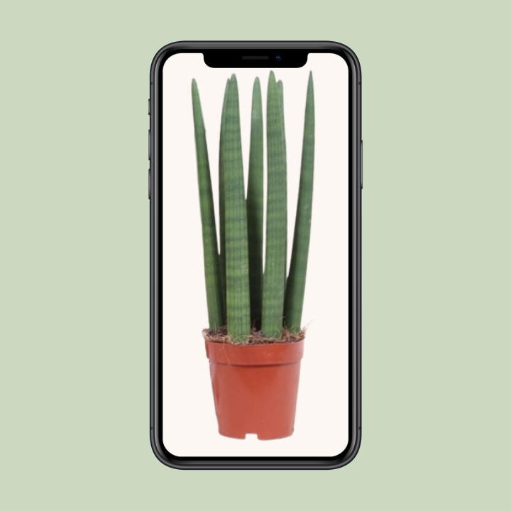 Sansevieria Straight - Ø12Cm - ↕40Cm