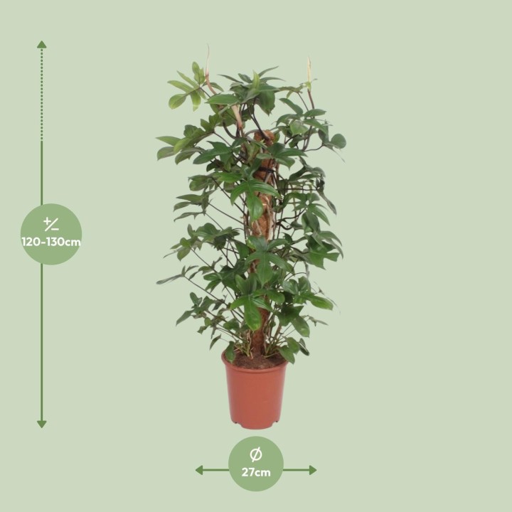Philodendron Pedatum - Ø27Cm - ↕130Cm