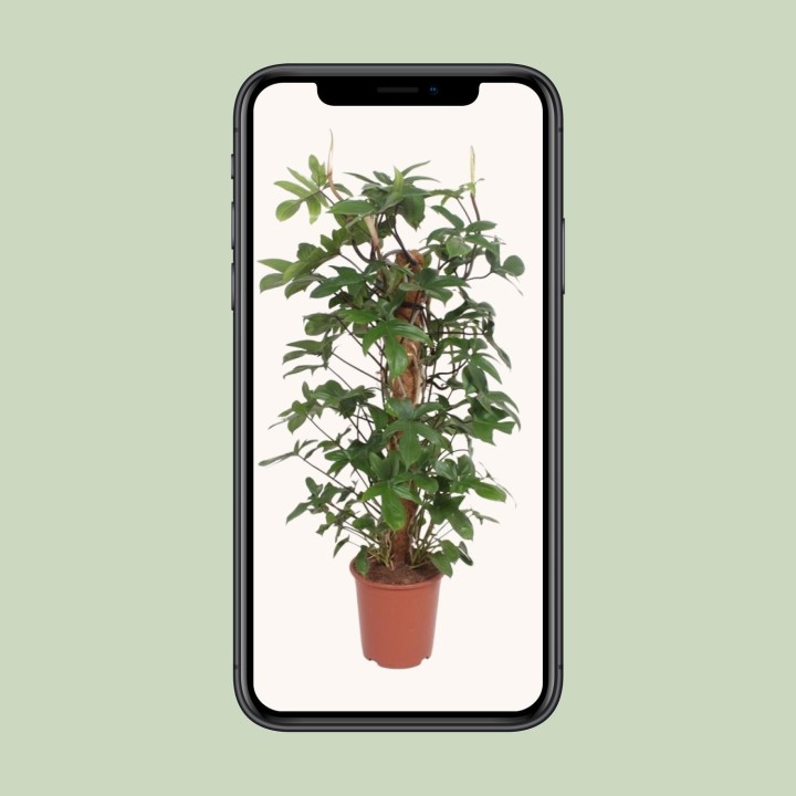 Philodendron Pedatum - Ø27Cm - ↕130Cm